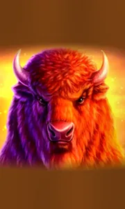 Buffalo 50